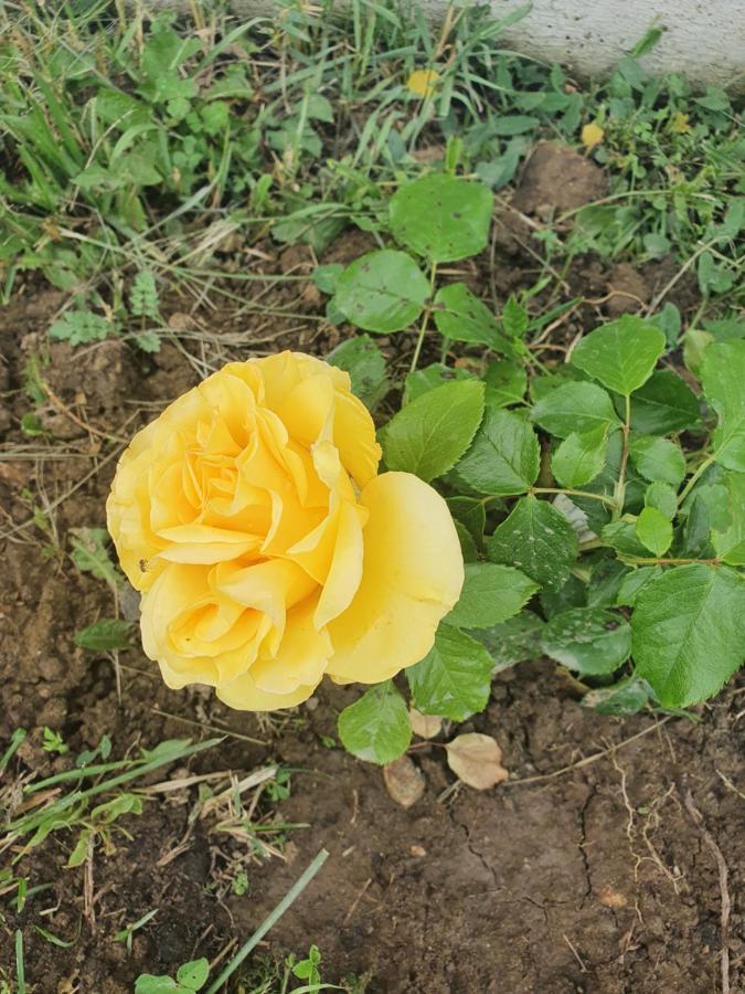 Pensiunea Ronicson Milostea 外观 照片